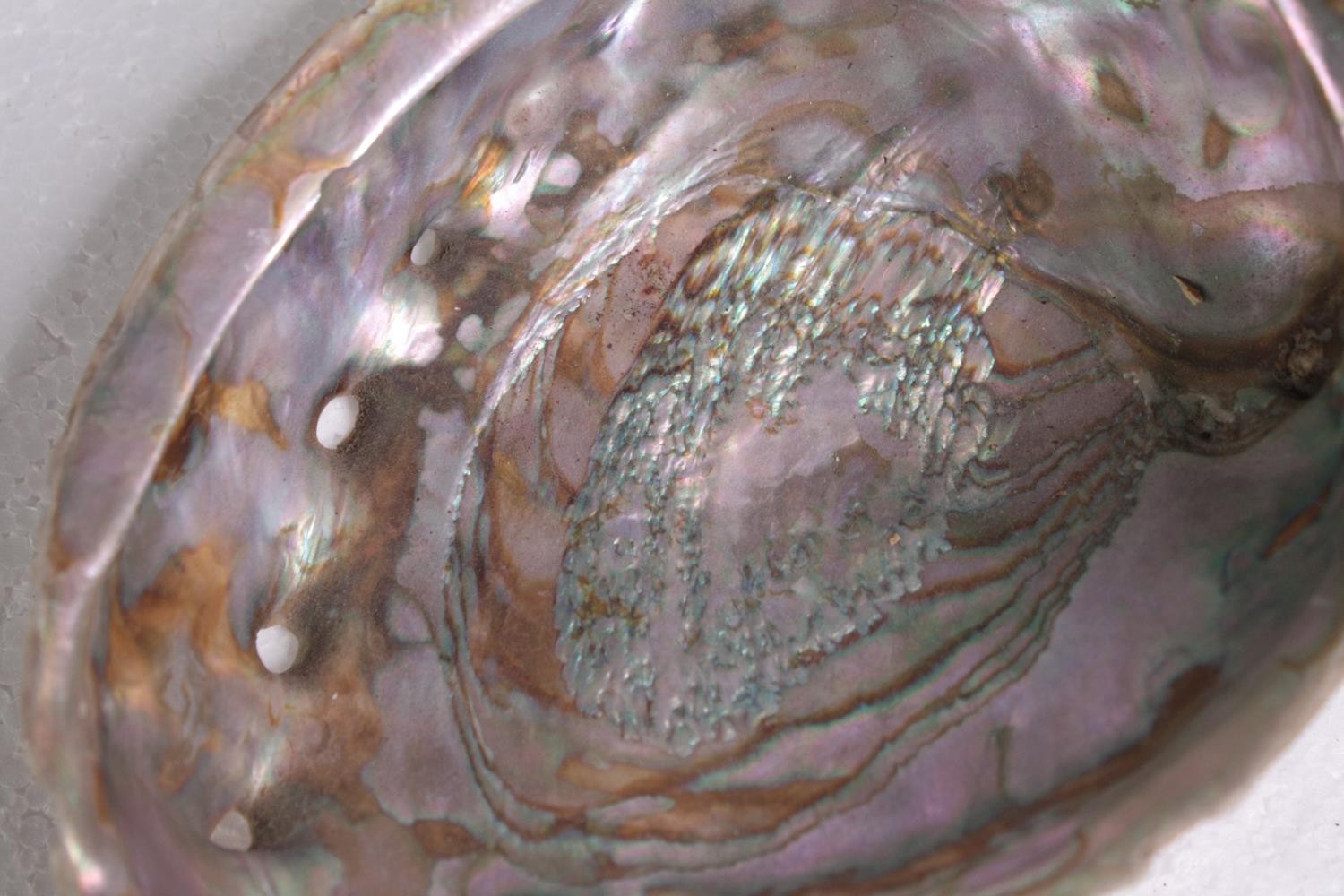 Four Abalone shells. L.20 W.15cm. - Image 3 of 6