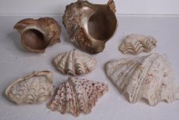 A collection of six mixed sea shells. L.17 W.20 cm. (largest)