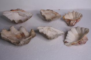 A collection of six conch shells. H.24 W.14cm. (largest)