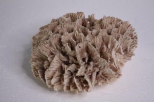 A dried and well preserved piece of bleached coral. H.10 W.20 cm.
