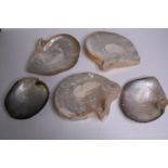 Five Oyster shells. H.24 W.20cm. (largest)