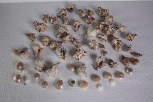 A large collection of small mixed shells. L.4 W.3cm. (largest)