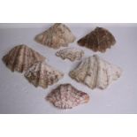 Seven clam shells. L.23 W.15cm. (largest)