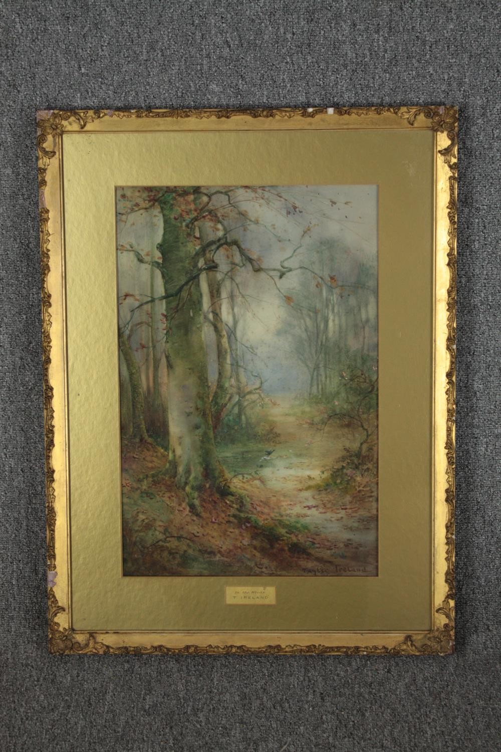 Thomas Tayler Ireland (British. b.1874). Watercolour. Titled 'In the Woods'. Signed lower right. - Image 2 of 4