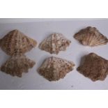 Three clam shells. L.20 W.13cm. (largest)