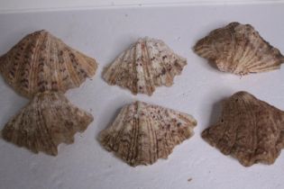 Three clam shells. L.20 W.13cm. (largest)