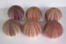 A collection of six sea urchins. H.10 W.13 cm. (largest)
