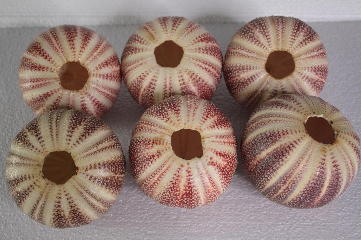 A collection of six sea urchins. H.10 W.13 cm. (largest) - Image 4 of 5