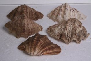 Three clam shells. L.20 W.13cm. (largest)