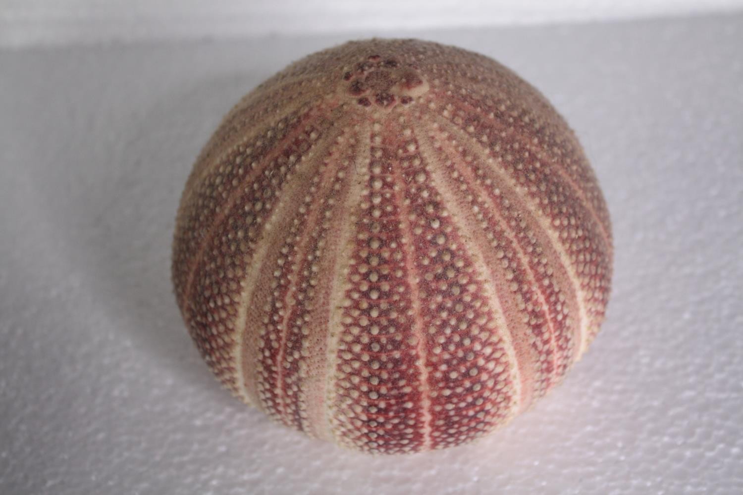 A collection of six sea urchins. H.10 W.13 cm. (largest) - Image 3 of 5