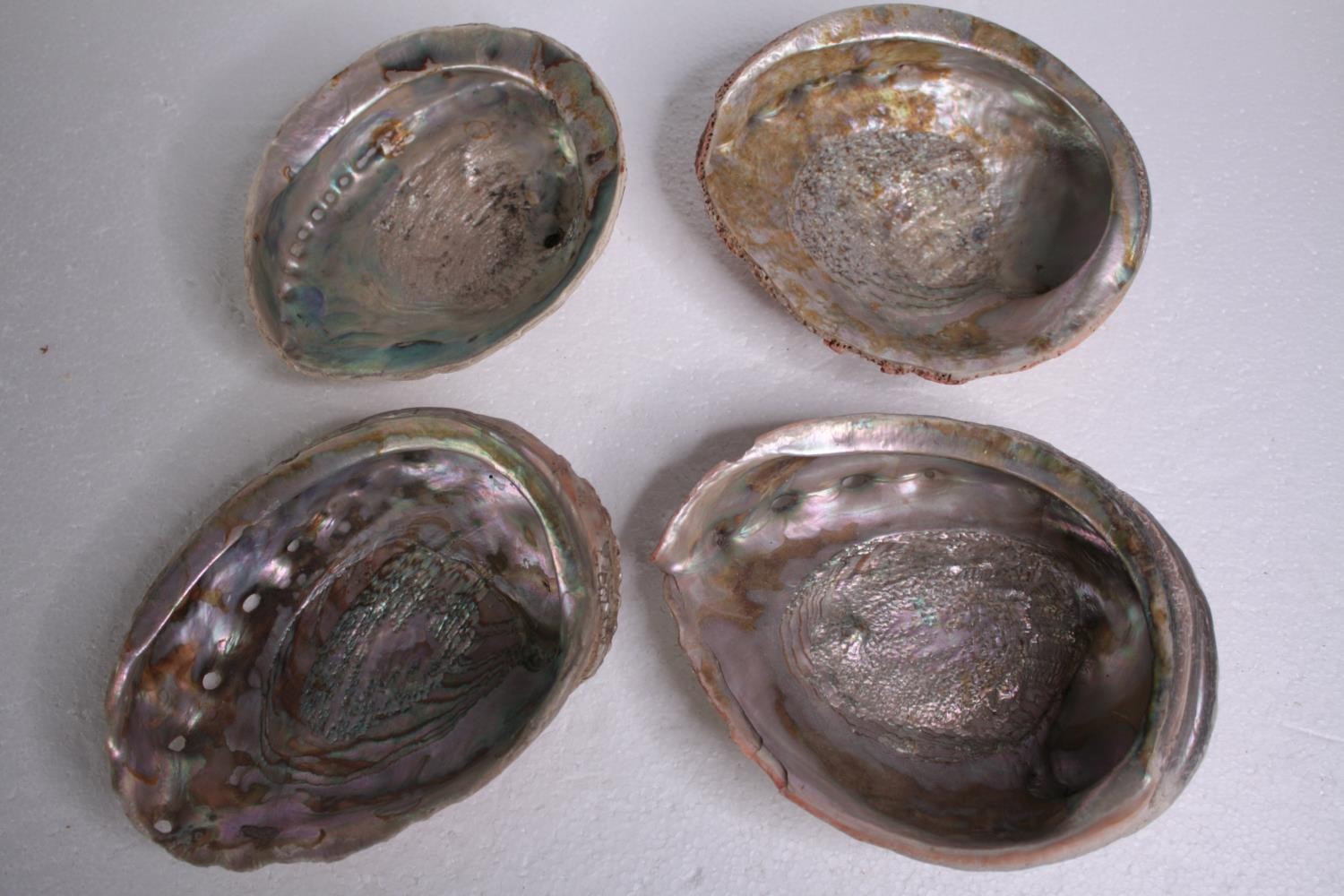 Four Abalone shells. L.20 W.15cm.