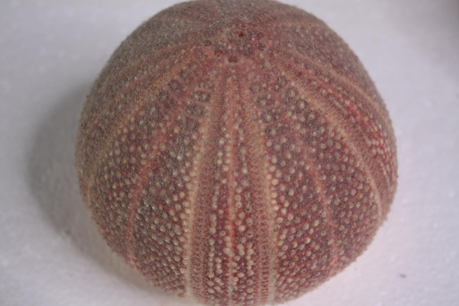 Six well preserved sea urchin shells. H.11 W.12cm. (each) - Image 3 of 4