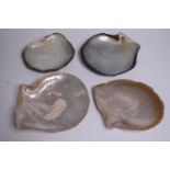 Four Oyster shells. H.23 W.22cm. (largest)