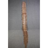 A very large Mid 20th century taxidermy Python snake skin. L.365 W.36cm. (widest)