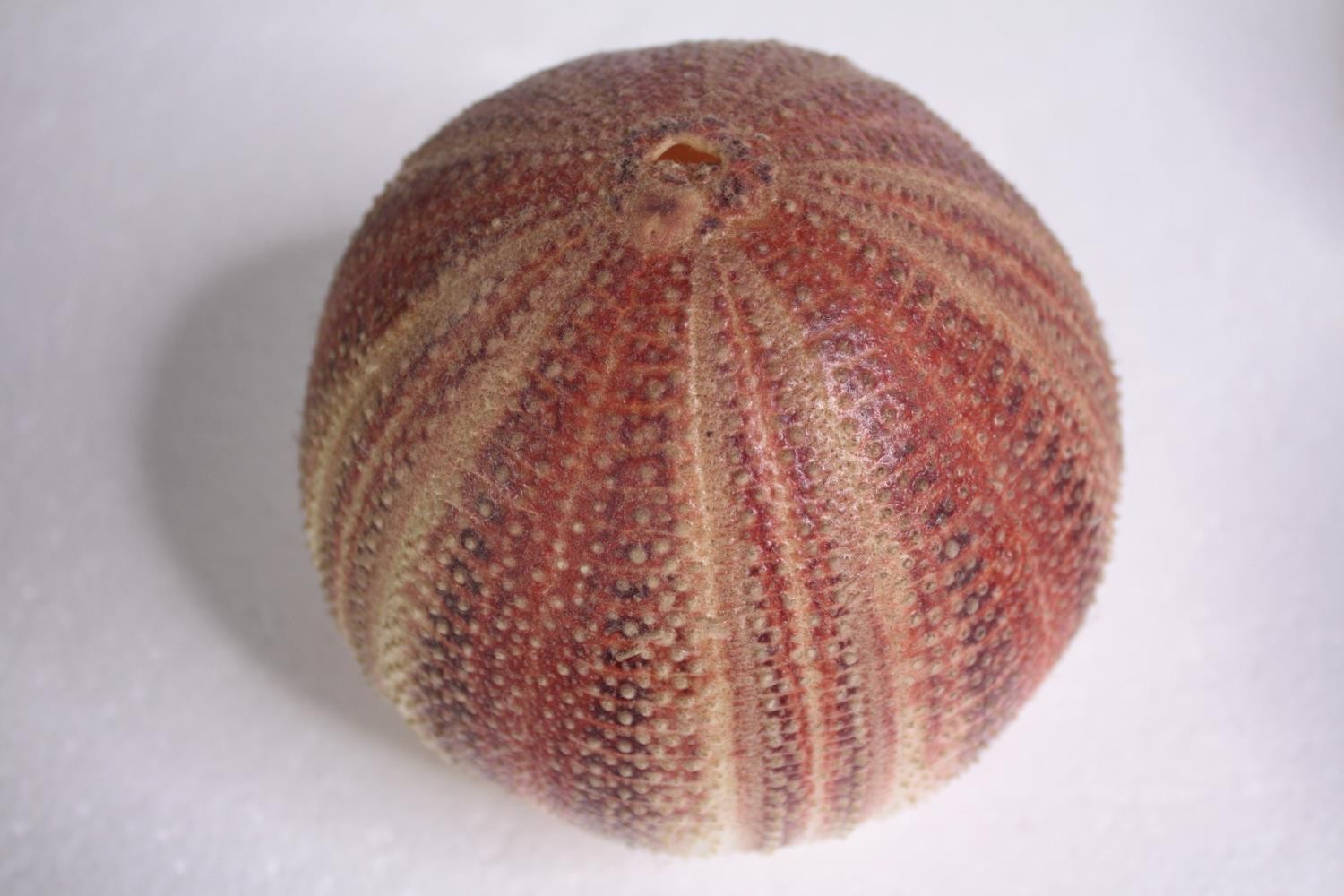 Six well preserved sea urchin shells. H.11 W.12cm. (each) - Image 2 of 4