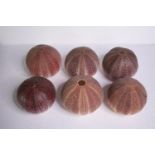 Six sea urchin shells. H.12 W.23cm. (each)