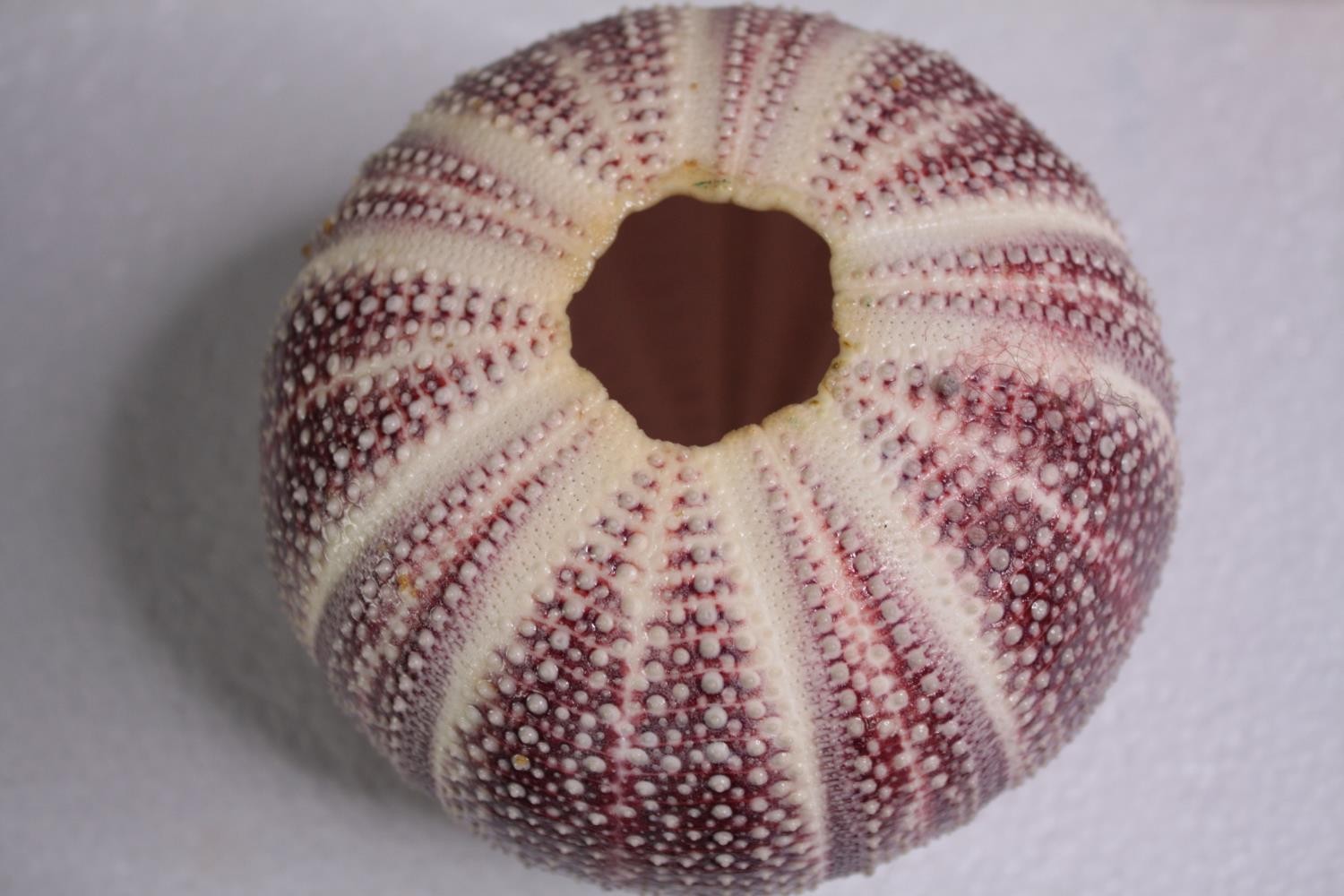 Six sea urchin shells. H.12 W.23cm. (each) - Image 3 of 4