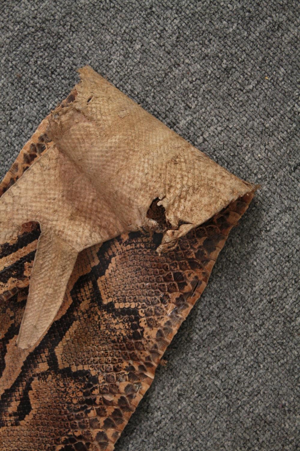 A very large Mid 20th century taxidermy Python snake skin. L.365 W.36cm. (widest) - Image 6 of 6