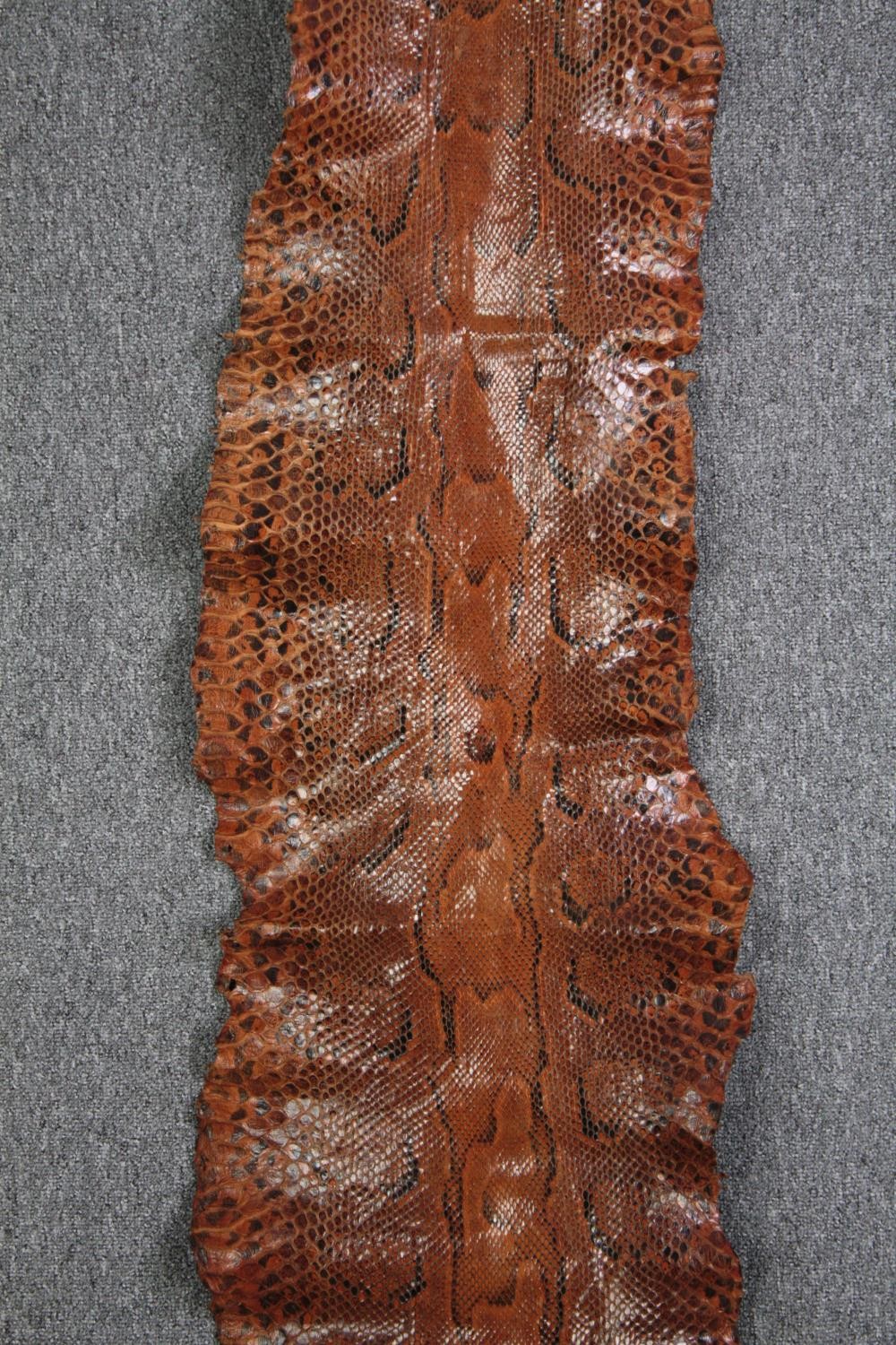 A very large Mid 20th century taxidermy Python snake skin. L.350 W.40cm(widest) - Image 2 of 4