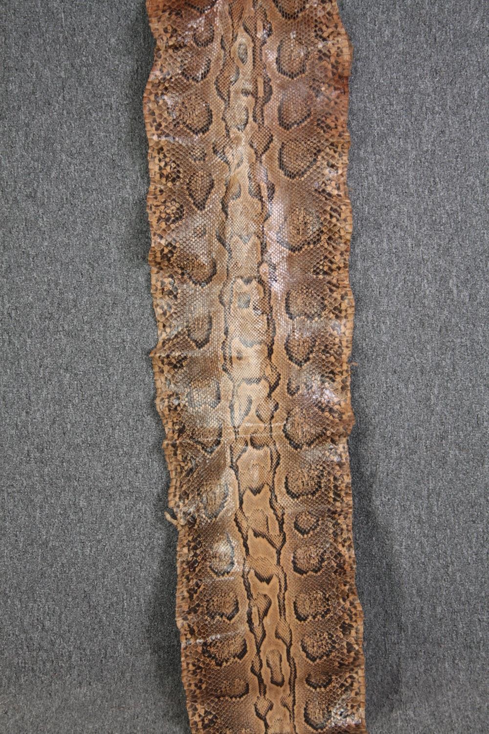 A very large Mid 20th century taxidermy Python snake skin. L.365 W.36cm. (widest) - Image 2 of 6