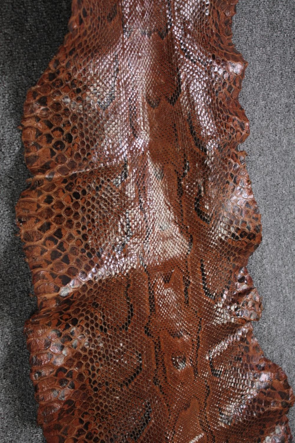 A very large Mid 20th century taxidermy Python snake skin. L.350 W.40cm(widest) - Image 4 of 4