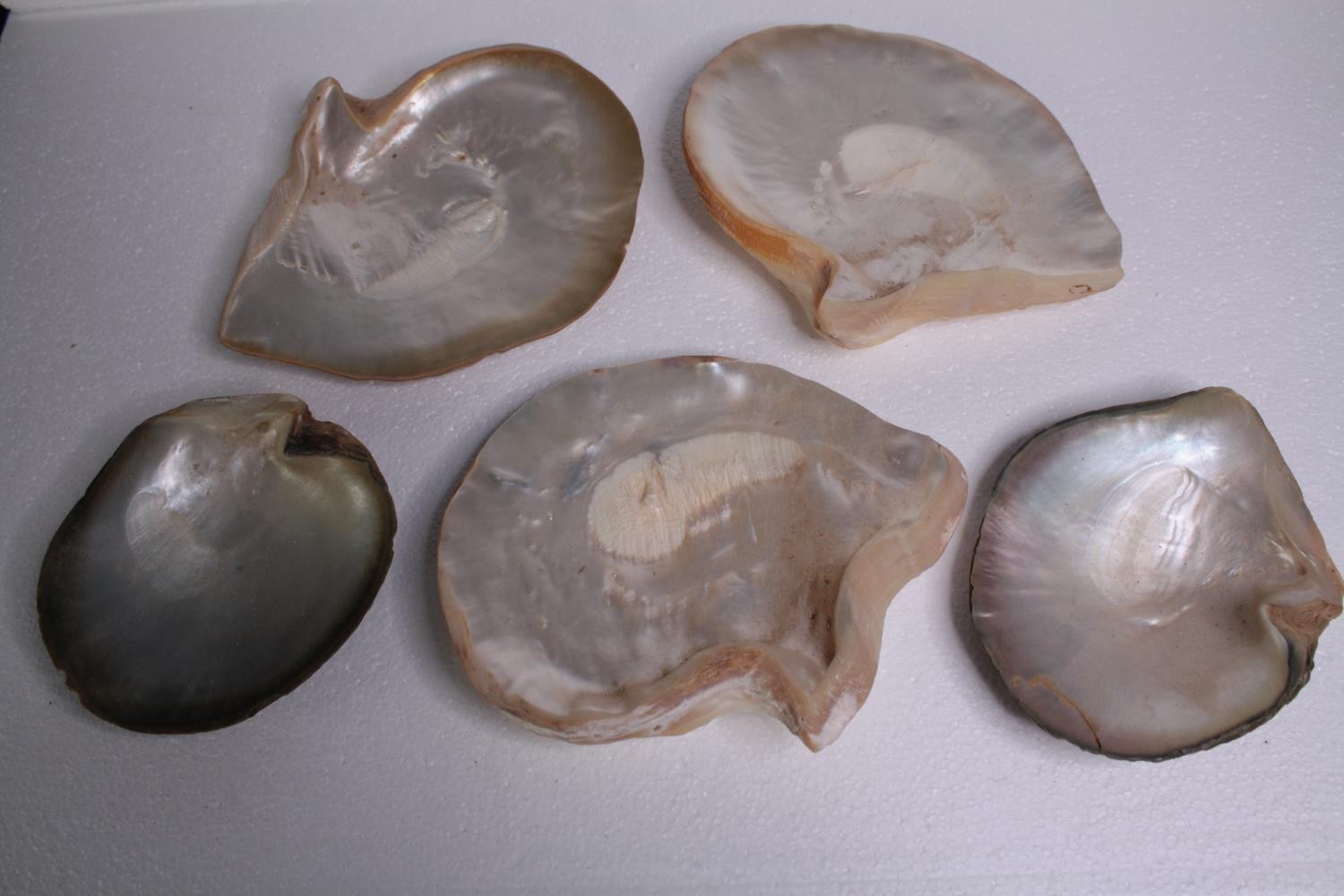 Five Oyster shells. H.24 W.20cm. (largest)