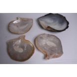 Four Oyster shells. H.29 W.23cm. (largest)