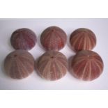 Six well preserved sea urchin shells.H.11 W.12cm. (each)