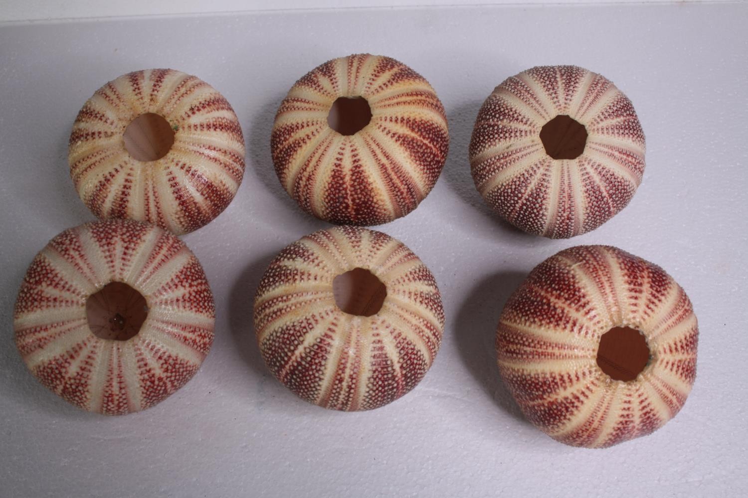 Six well preserved sea urchin shells. H.11 W.12cm. (each) - Image 2 of 4