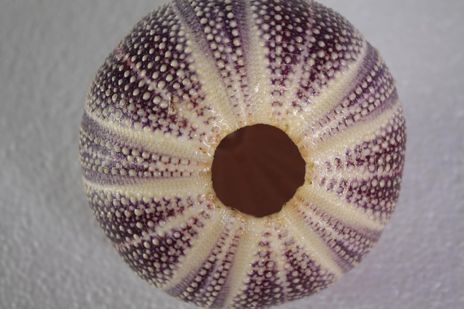 A collection of six sea urchins. H.10 W.13 cm. (largest)H.10 W.13cm. (largest) - Image 3 of 4