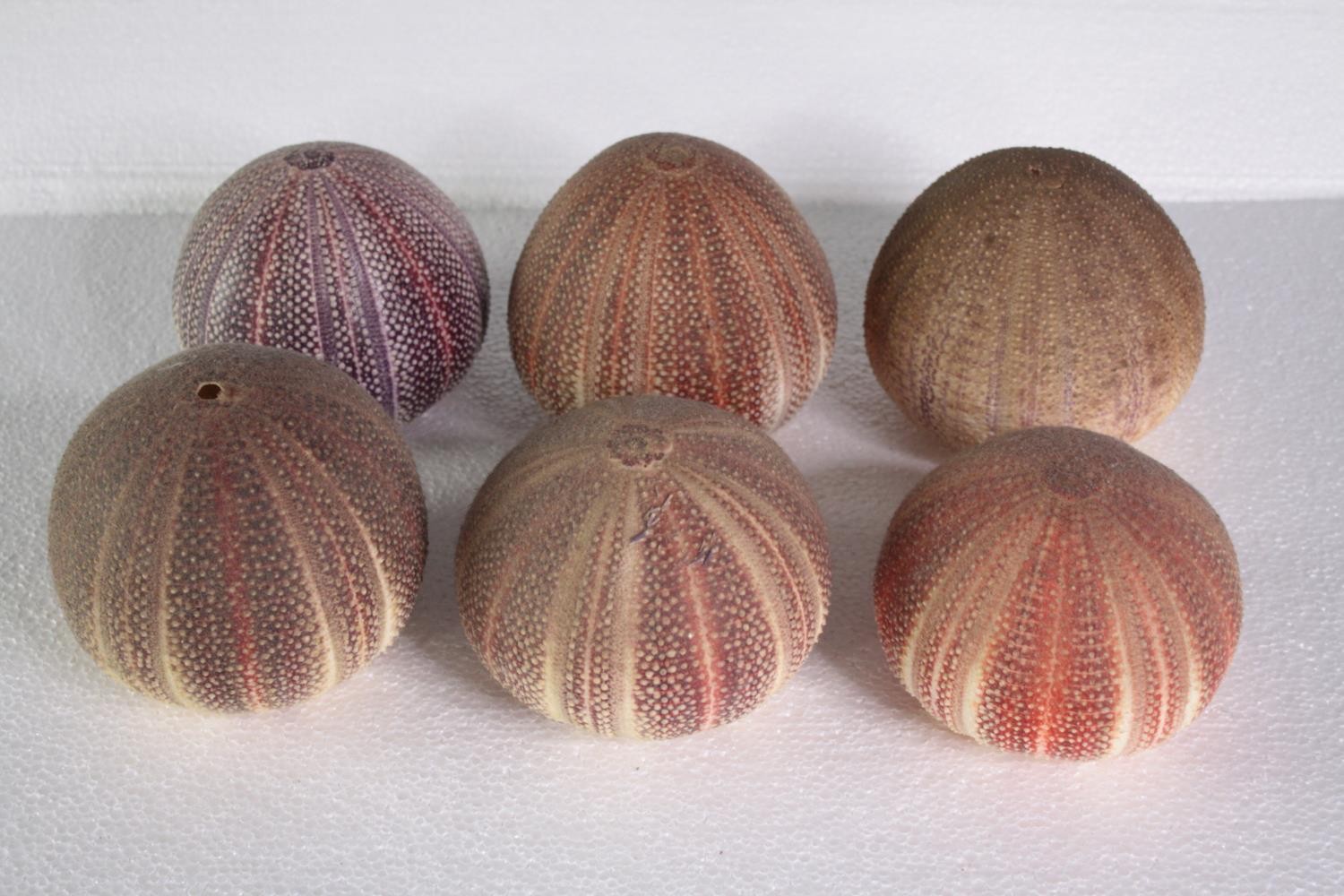 A collection of six sea urchins. H.10 W.13 cm. (largest)H.10 W.13cm. (largest)