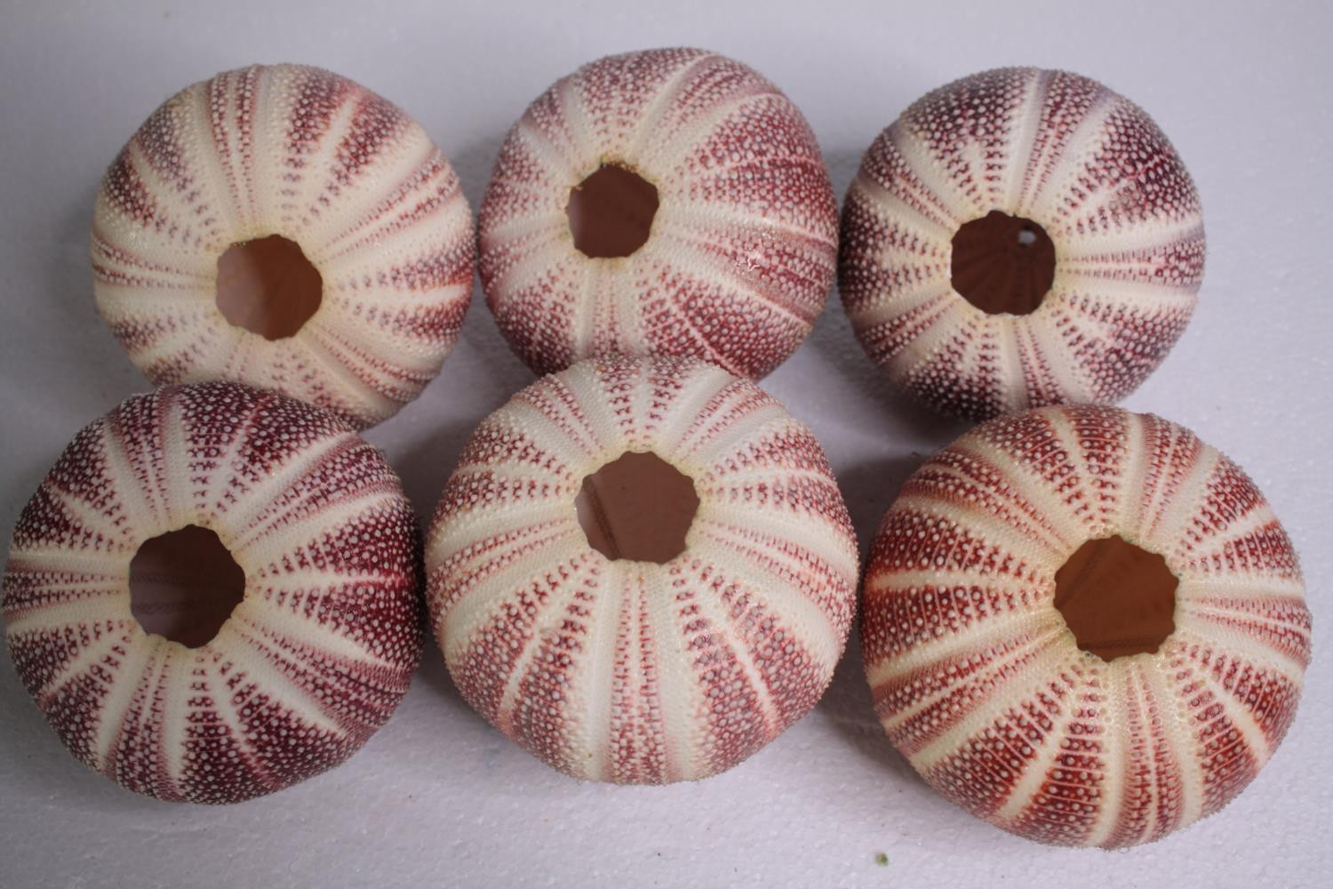 Six well preserved sea urchin shells. H.11 W.12cm. (each) - Image 4 of 4