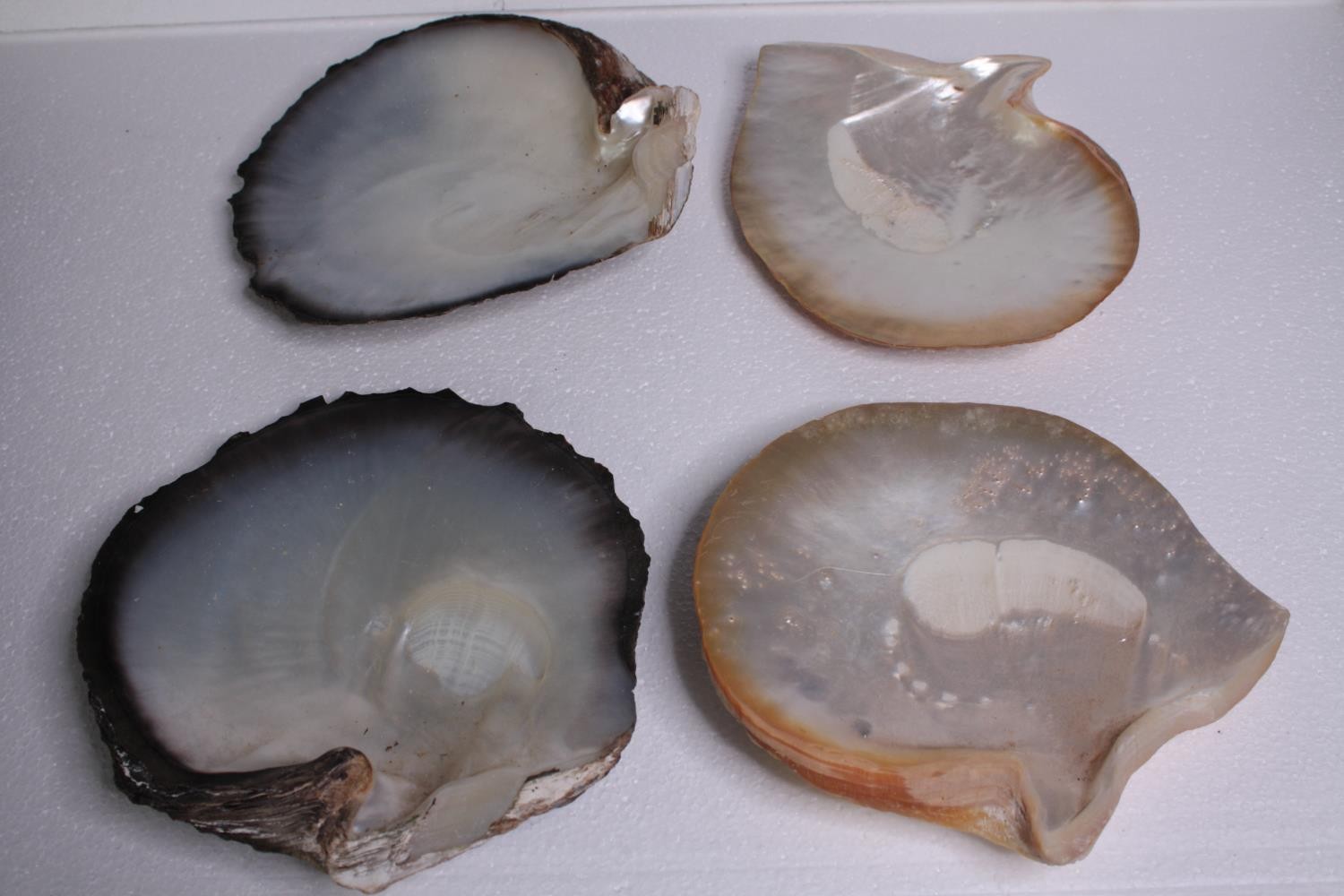 Four Oyster shells. H.23 W.22cm. (largest)