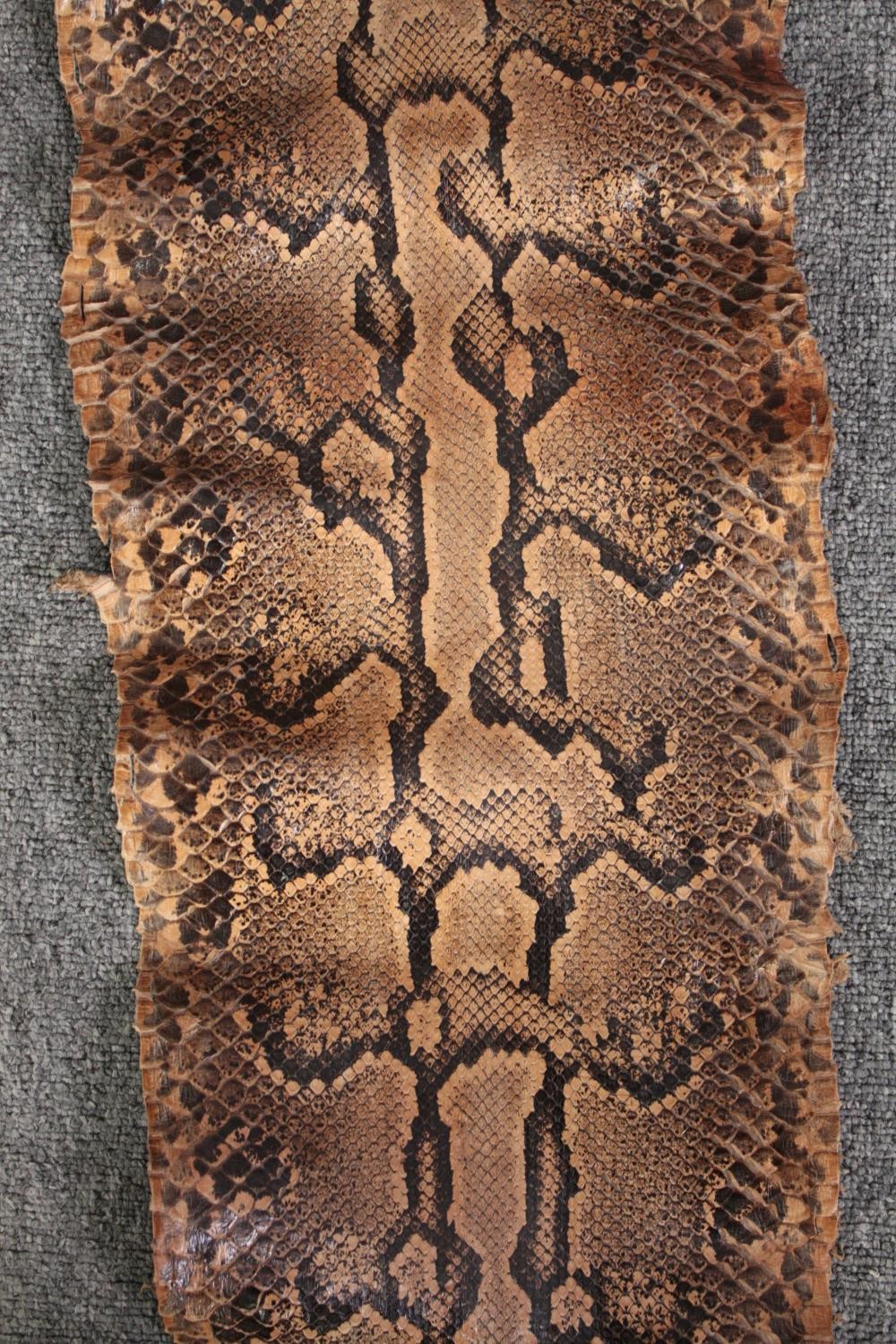 A very large Mid 20th century taxidermy Python snake skin. L.365 W.36cm. (widest) - Image 5 of 6