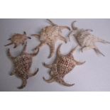 Five small conch shells (Harpago). H.21 W.15cm. (largest)