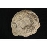 A large ammonite fossil. L.17 W.16cm.