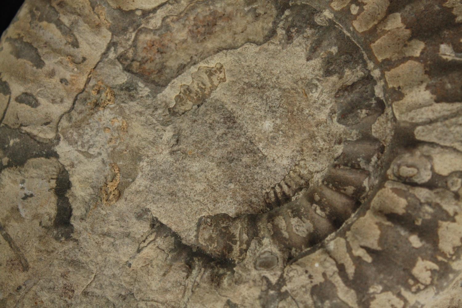 A large ammonite fossil. L.17 W.16cm. - Image 2 of 3