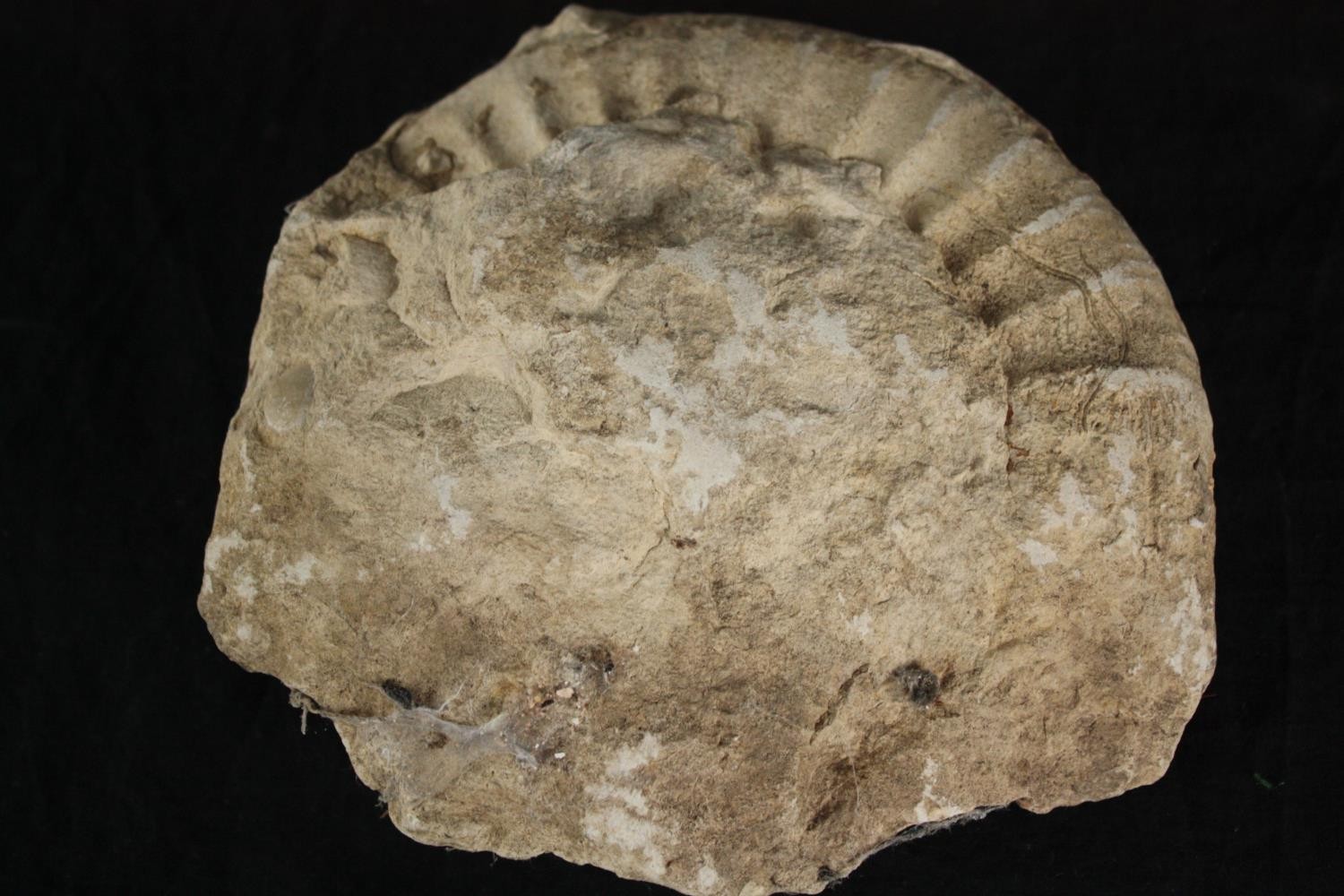 A large ammonite fossil. L.17 W.16cm. - Image 3 of 3