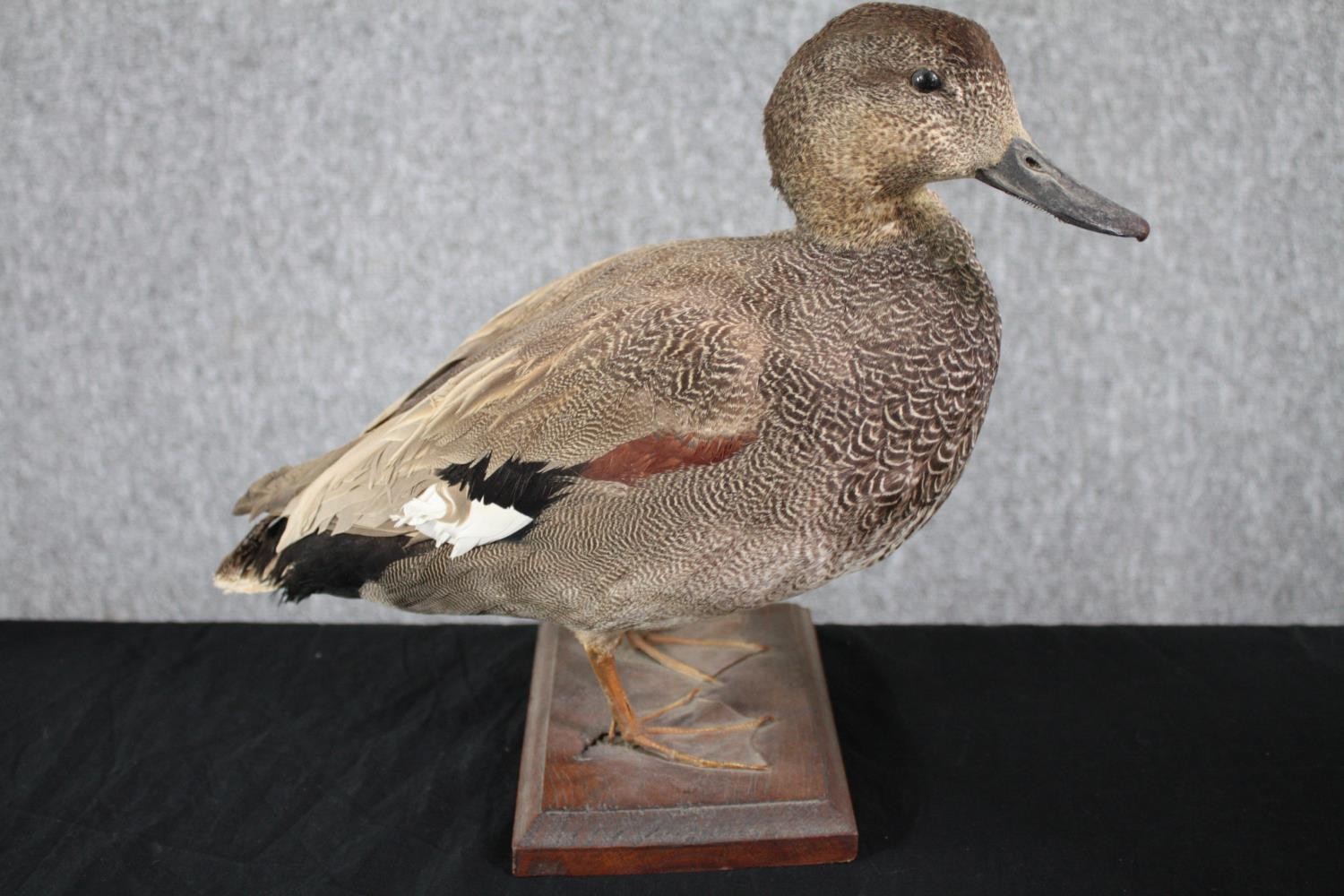 Taxidermy. A pair of ducks standing on wooden bases. A mallard and his mate. H.28cm. (largest) - Image 4 of 7