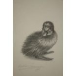 Magdalen Drummond. A fine pencil drawing of a duckling. Signed. Framed and glazed. H.35 W.28cm.
