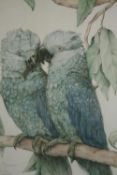 Lithograph. Two parrots. Framed and glazed. H.60 W.49cm.