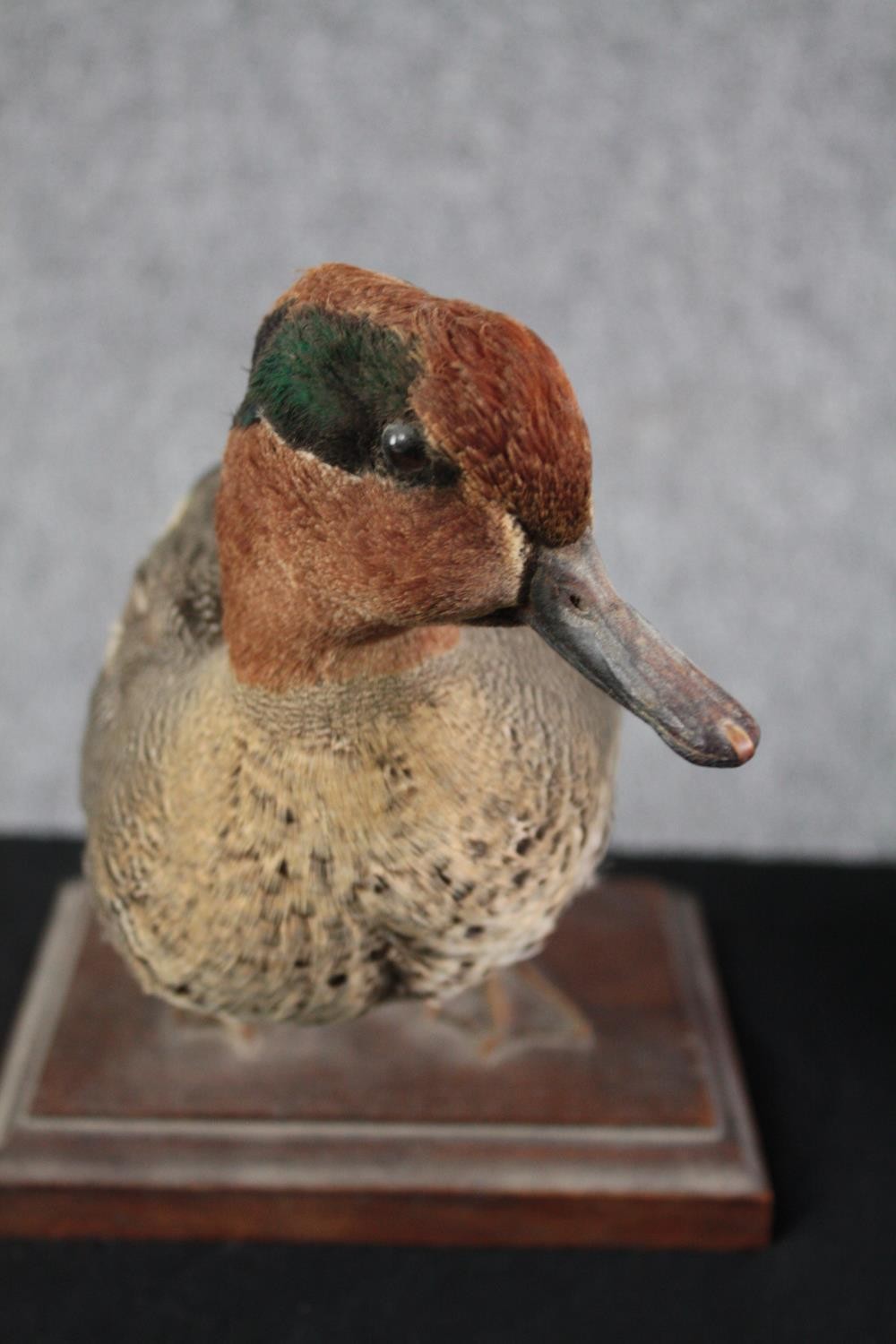 Taxidermy. A pair of ducks standing on wooden bases. A mallard and his mate. H.28cm. (largest) - Image 7 of 7