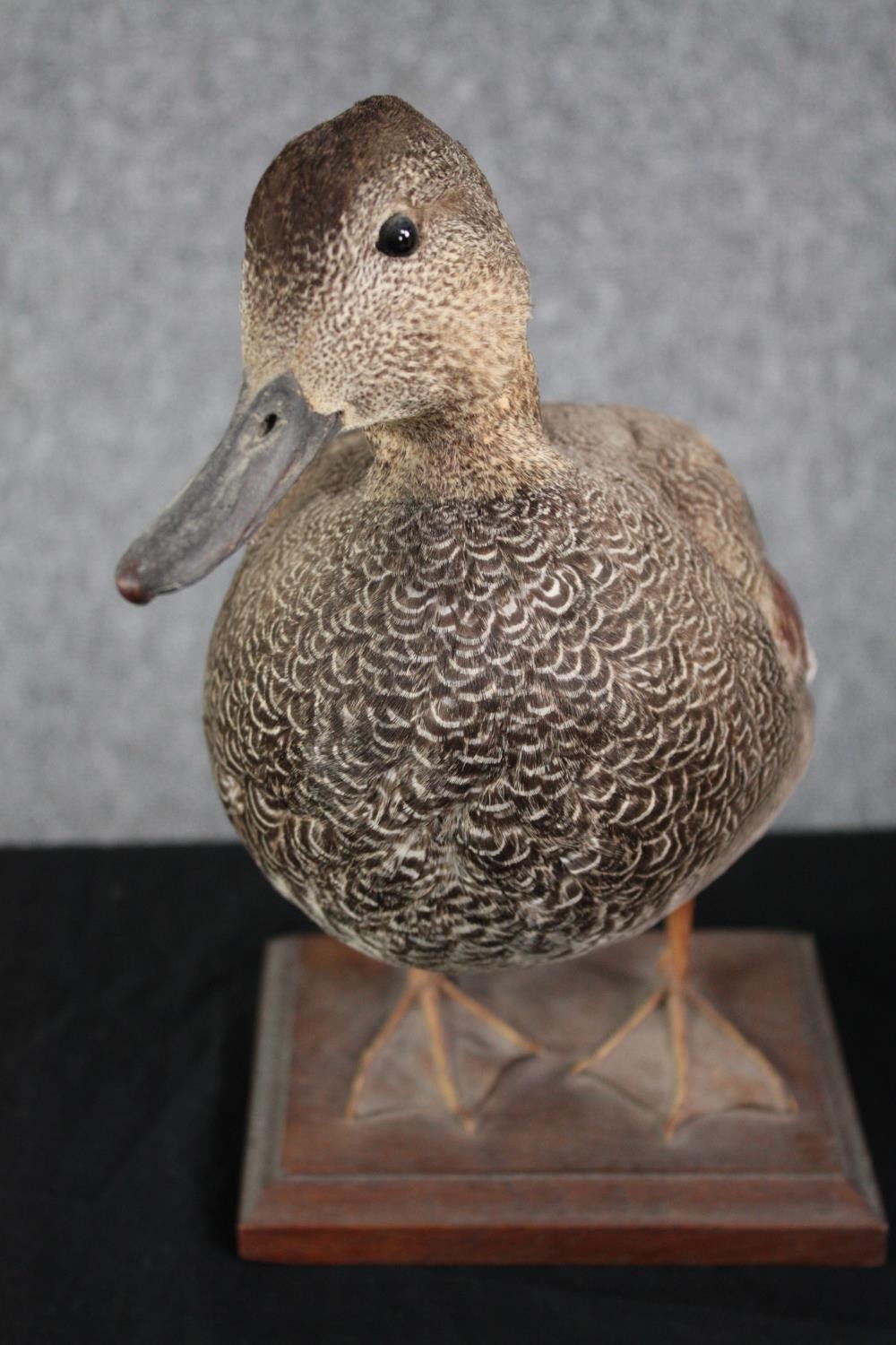 Taxidermy. A pair of ducks standing on wooden bases. A mallard and his mate. H.28cm. (largest) - Image 6 of 7