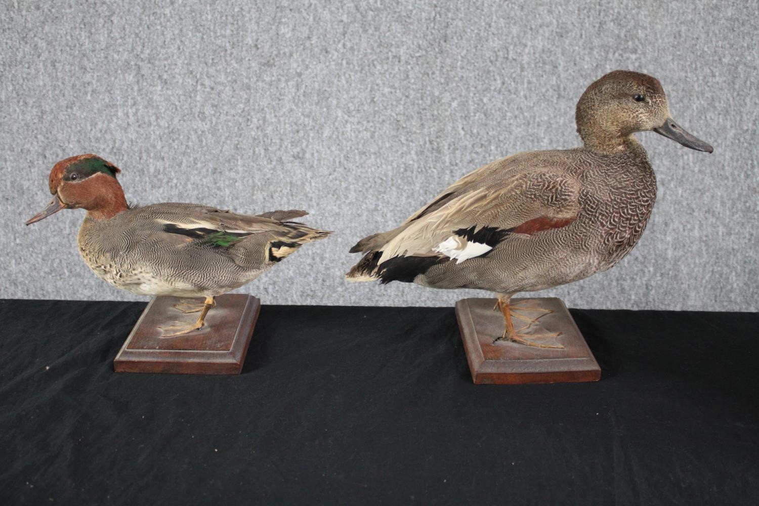 Taxidermy. A pair of ducks standing on wooden bases. A mallard and his mate. H.28cm. (largest)