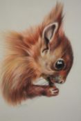 Maggie Drummond. A fine coloured pencil drawing of a squirrel. Signed. Framed and glazed. H.34 W.