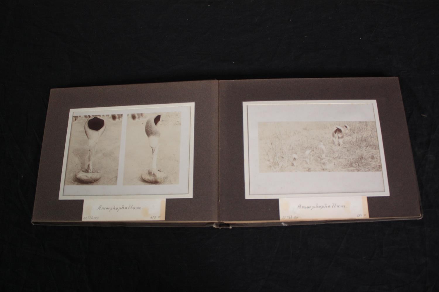 Two Ghanaian photograph albums of tribal communities, tribal art, animals and flora. Dated - Image 4 of 8