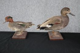 Taxidermy. A pair of ducks standing on wooden bases. A mallard and his mate. H.28cm. (largest)