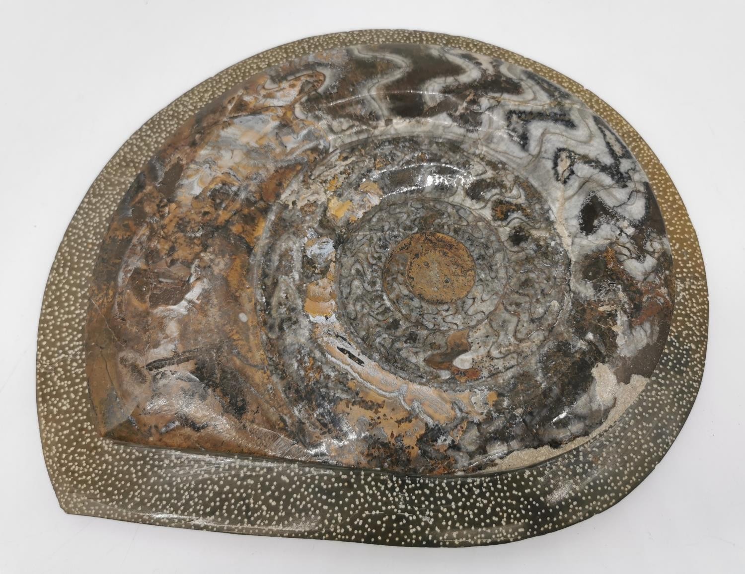 A large polished fossilized Ammonite. H.25 W.29cm