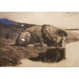 Herbert Thomas Dicksee, British, (1862 - 1942), etching of a male lion drinking at the river's edge,