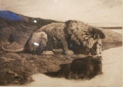 Herbert Thomas Dicksee, British, (1862 - 1942), etching of a male lion drinking at the river's edge,